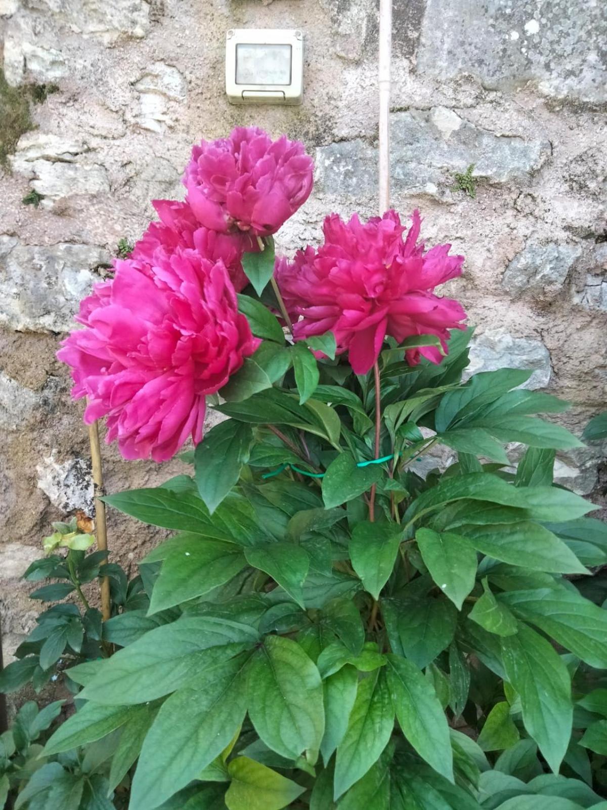 Appartamento Anna Brenzone sul Garda Dış mekan fotoğraf